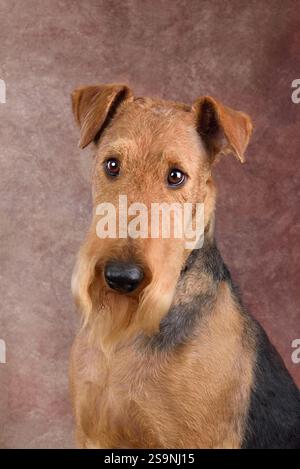 Porträt des großen britischen Airedale Terrier auf braunem Hintergrund Stockfoto