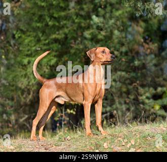 Stehender deutscher Pinscher-Hund auf Holzhintergrund Stockfoto