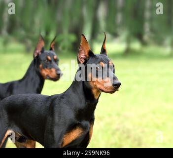 Zwei schöne, braune und schwarze deutsche Pinschers mit abgeschnittenen Ohren auf grünem Hintergrund Stockfoto