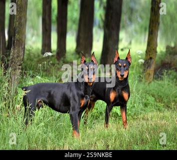 Zwei schöne, braune und schwarze deutsche Pinschers mit abgeschnittenem Schwanz und Ohren, die in einem grünen Waldgrund stehen Stockfoto