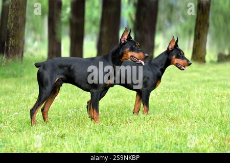 Zwei schöne, braune und schwarze deutsche Pinschers mit abgeschnittenem Schwanz und Ohren, die in einem grünen Waldgrund stehen Stockfoto