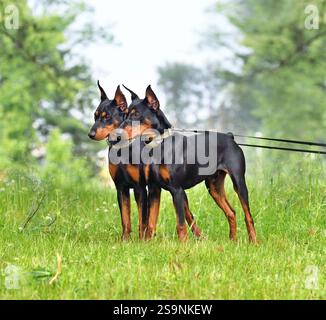 Zwei schöne, braune und schwarze deutsche Pinschers mit abgeschnittenem Schwanz und Ohren, die in einem grünen Waldgrund stehen Stockfoto