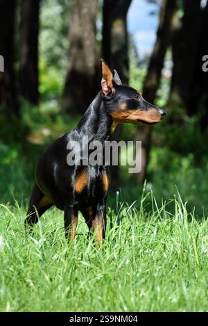 Schöner, brauner und schwarzer deutscher Pinscher mit abgeschnittenem Schwanz und Ohren, die in einem grünen Waldgrund stehen Stockfoto