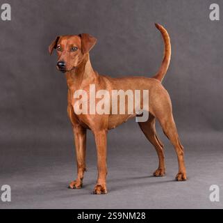 Studio-Aufnahme des roten deutschen Pinschers, der auf grauem Hintergrund steht Stockfoto
