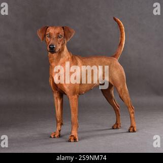 Studio-Aufnahme des roten deutschen Pinschers, der auf grauem Hintergrund steht Stockfoto