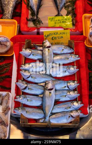 Frischer Blaufisch auf einer leuchtend roten Oberfläche auf einem lokalen Markt. Eine Nahaufnahme mit glänzenden Schuppen und lebendigen Farben, perfekt für Meeresfrüchte Stockfoto