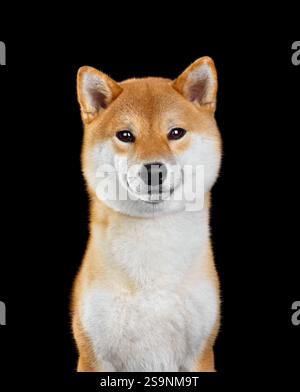 Nettes Porträt von lächelnden Shiba Inu Hund suchen in der Kamera isoliert auf schwarzem Hintergrund Stockfoto