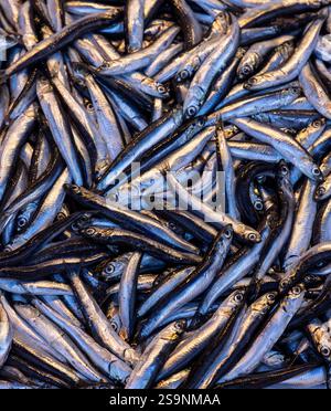 Frische Sardellen stapeln sich auf einem lokalen Markt, die ihre glänzenden Silberschalen und ihre natürliche Textur zeigen. Ein lebendiges Display, das perfekt für Meeresfrüchte und kulinarische Spezialitäten ist Stockfoto