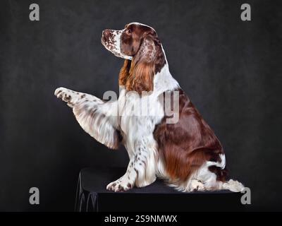 Sitzender englischer springer Spaniel, der eine Pfote auf dunklem Hintergrund zeigt Stockfoto