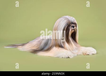 Wunderschöner Lhasa Apso Hund auf grünem Hintergrund Stockfoto