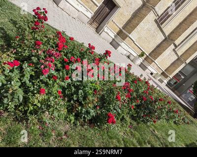 Helles Blumenbeet an einem sonnigen Tag in Novi Sad, Serbien Stockfoto