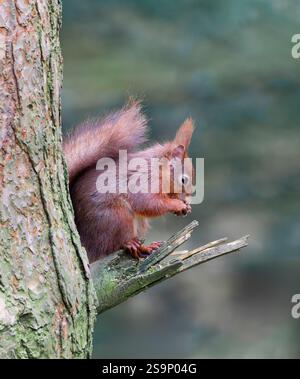 Ein sehr niedliches Rotes Eichhörnchen (Sciurus vulgaris) saß auf seinen Buchten auf einem alten Baumzweig und aß eine Haselnuss Stockfoto