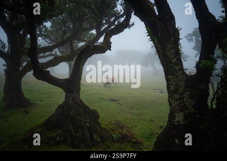 Nebelige alte Lorbeerbäume von Madeira Stockfoto