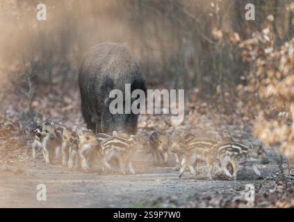 Wildschwein, Wildschwein (Sus scrofa), ein Wildschwein mit Jungschweinen, die auf einem Waldweg laufen, Deutschland, Europa Stockfoto