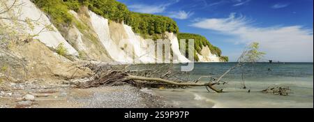 Entwurzelter Baum auf den Klippen vor den Kreidefelsen an der Ostsee, Nationalpark Jasmund, Rügeninsel, Mecklenburg-Vorpommern, Germa Stockfoto