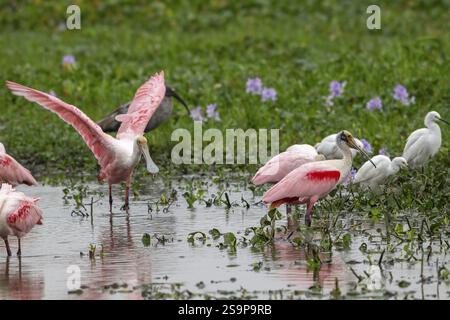 Rosenlöffelschnabel (Ajaia ajaja), Pantanal, Inland, Feuchtgebiet, UNESCO Biosphärenreservat, Weltkulturerbe, Feuchtbiotope, Mato Grosso, Brasilien, Süden Stockfoto