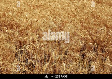Goldener Weizenanbau auf den Feldern bereit für die Ernte, Gujarat, Indien, Asien Stockfoto
