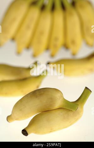 Früchte, Ein Bananenbaum auf fünf losen Bananen auf weißem Hintergrund Stockfoto