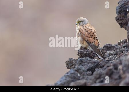 Kestrel (Falco tinnunkulus), Barsche auf Felsen, Kanarische Inseln, Tiere, Vögel, Falken, Futtermittel, Lavasteine, Lanzarote, Kanarische Inseln, Spanien, Europ Stockfoto