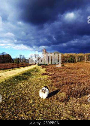 Sommer und herannahender Sturm in der Lüneburger Heide, auf einer Wanderung durch das Naturschutzgebiet, bei Undeloh Stockfoto