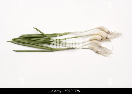 Gemüse, fünf rohe Knoblauchzehen auf einem grünen Blatt auf weißem Hintergrund Stockfoto