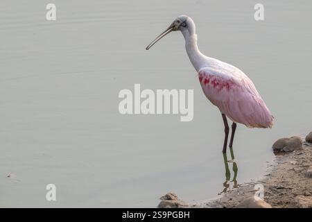 Rosenlöffelschnabel (Ajaia ajaja), Pantanal, Inland, Feuchtgebiet, UNESCO Biosphärenreservat, Weltkulturerbe, Feuchtbiotope, Mato Grosso, Brasilien, Süden Stockfoto