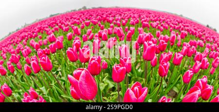 Bunte Tulpenfelder, Holland, Niederlande, Europa Stockfoto