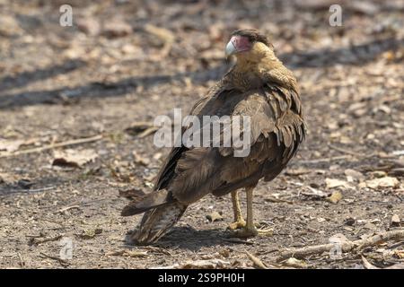 Haubenkarakara (Caracara plancus), Hintergrundbeleuchtung, Pantanal, Inland, Feuchtgebiet, UNESCO-Biosphärenreservat, Weltkulturerbe, Feuchtgebiet, Mato Grosso, Brasilien Stockfoto