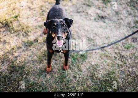 Ein glücklicher schwarzer Hund an der Leine, der auf einem grasbewachsenen Gebiet steht Stockfoto