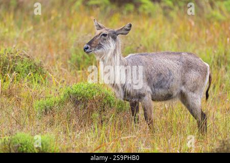 Waterbuck, (Kobus ellipsiprymnus) Common Waterbuck, Elliptic Waterbuck, African Antilope, iSimangaliso Wetland Park, St. Lucia, KwaZulu-Natal, Süd-A Stockfoto