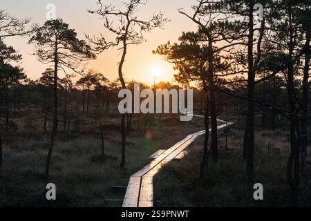 Ein langer Holzsteg schlängelt sich bei Sonnenuntergang durch ein ruhiges Sumpfgebiet und wirft lange Schatten, während die Sonne unter dem Horizont eintaucht und den Himmel mit Vibran übermalt Stockfoto