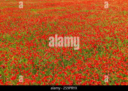 Mohnblumen auf einem grünen Feld im Sommer. Heller Mohnblumenfeld Hintergrund Stockfoto