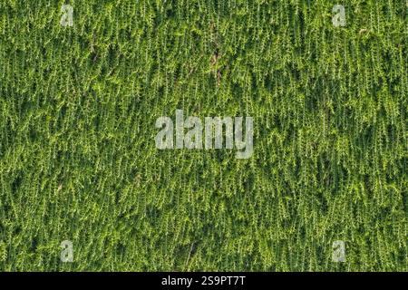 Nahaufnahme natürlicher Hintergrund des grünen Busches bedeckt eine Wand. Stockfoto