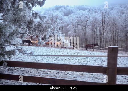 Pferdeherde in Winterlandschaft mit Raureif auf Baum und Wiese. Stockfoto