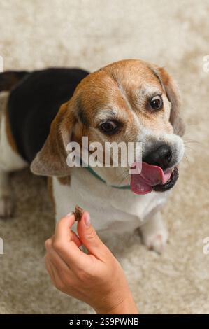 Hund, der während des geduldigen Sitzens behandelt wird. Ein süßer Beagle-Hund, der von einer menschlichen Hand gefüttert wird, sitzt drinnen auf einem Teppich. Der Hund leckt sich die Lippen, während er nicht da ist Stockfoto