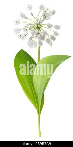 Bärlauch-Blüten isoliert auf weißem Hintergrund Stockfoto
