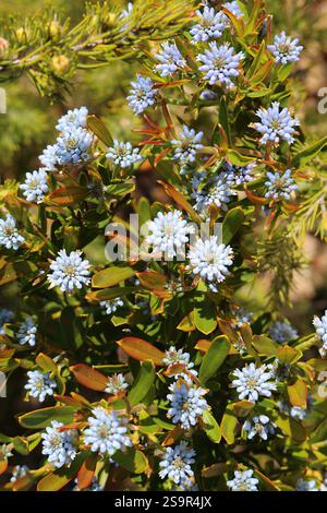 Nahaufnahme der Blüten der endemischen australischen Wildblume, genannt Blue Smokebush (Conospermum nervosum), Lesueur National Park, Western Australia Stockfoto