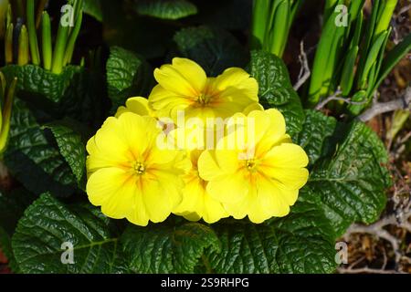 Gelbe Blüten der Sorte Primula vulgaris, Gemeine Kerze oder Englische Kerze. Blumenzwiebeln im Hintergrund. Niederlande, Winter Stockfoto