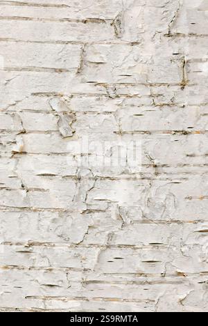 Birkenrinde Textur, Betula Pendel mit Schälschicht, Nahaufnahme. Wiederholtes Muster. Natürlicher vertikaler Hintergrund. Nove Mesto nad Vahom, Slowakei Stockfoto