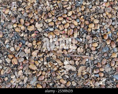 Eicheln auf dem Waldboden erzeugen ein ästhetisch ansprechendes natürliches Muster und zeigen die Schönheit des natürlichen Zersetzungsprozesses im Herbst. Stockfoto