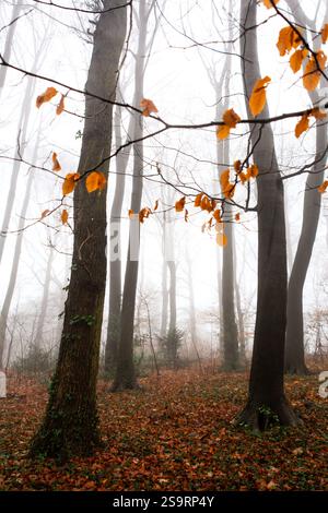 Vertikale Aufnahme von Bäumen und Orangenblättern in einem Park an einem wunderschönen nebeligen Morgen Stockfoto