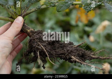Eine Hand, die eine Pflanze, Wurzeln und Boden hält Stockfoto