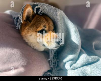 Nachdenklicher Shiba Inu mit einem traurigen Ausdruck, Kopf unter einer Decke. Die Stimmung ist nachdenklich und besinnlich. Hochwertige Nahaufnahmen. Kopierbereich verfügbar. Stockfoto