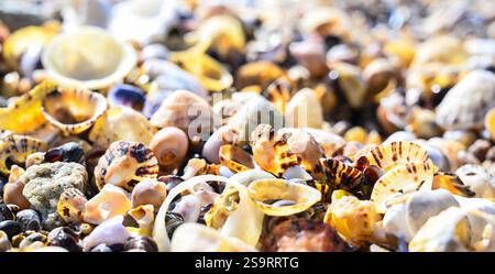 Muscheln und Muscheln als farbenfroher Hintergrund am atlantikstrand und Meer. Stockfoto