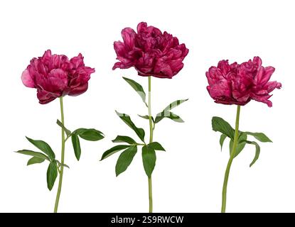 Gruppe von drei burgunderroten magenta Pfingstrosenblüten mit Stämmen und Blättern isoliert auf weiß Stockfoto