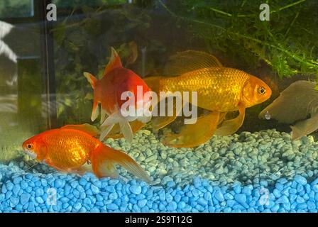 Drei verschiedene Arten von Goldfischen in einem Indoor-Aquarienbecken Stockfoto