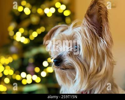 Yorkshire Terrier Hund Stockfoto
