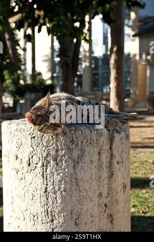 Tabby-Katze, die auf einer Säule im Archäologischen Museum von Antalya liegt Stockfoto