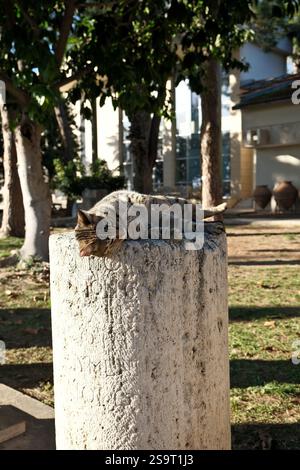 Tabby-Katze, die auf einer Säule im Archäologischen Museum von Antalya liegt Stockfoto