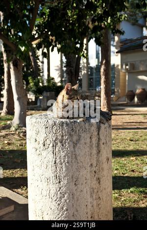 Tabby-Katze, die auf einer Säule im Archäologischen Museum von Antalya liegt Stockfoto